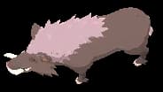 Male Scrofa