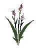 Basic Embergrain Plant