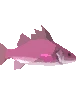 Breezy Fin Darter
