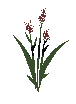 Wild Grain