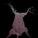 Young Baobab Tree
