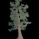 Mature Beech Tree