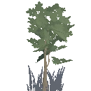 Beech Sapling