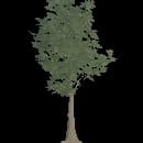 Young Beech Tree
