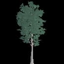 Mature Birch Tree