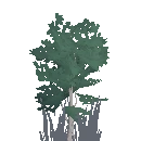 Birch Sapling