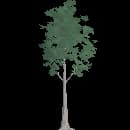 Young Birch Tree