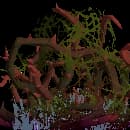 Brambles