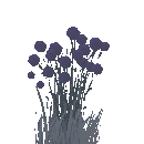 Blackberry Bush