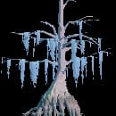 Mature Cypress Tree