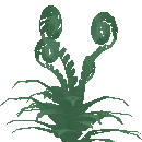 Ferns