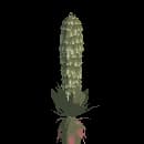 Ghost Succulent