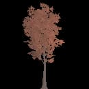 Gnarled Maple Tree