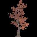 Mature Maple Tree