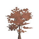 Maple Sapling