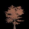 Sapling