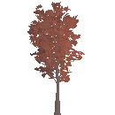 Young Maple Tree