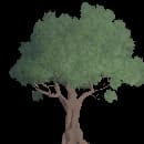 Ancient Oak Tree