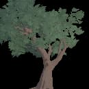 Mature Oak Tree