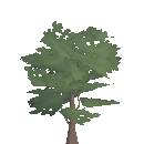 Oak Sapling