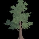 Young Oak Tree