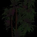 Palmetto