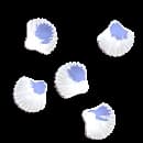 Pearlback Snail