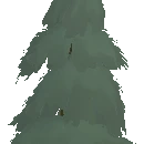 Ancient Pine Tree