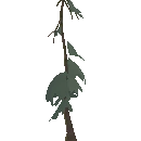 Pine Sapling