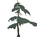 Young Pine Tree