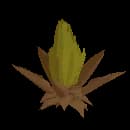Traveler's Fruit (Depleted)
