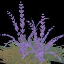 Arctic Grass