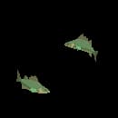 School Of Azure Sharks