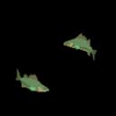 Ocean Fish School