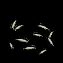 Baitfish