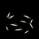 Moonlit Crawdads