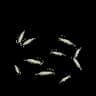 Baitfish