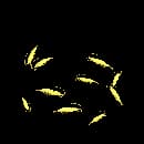 Golden Crawfish
