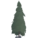 Young Spruce Tree