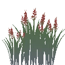 Wild Grains