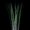 Wild Vegetable